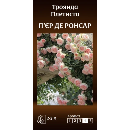 Плетиста П’єр Де Ронсар