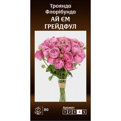 Флорібунда Ай Єм Грейдфул