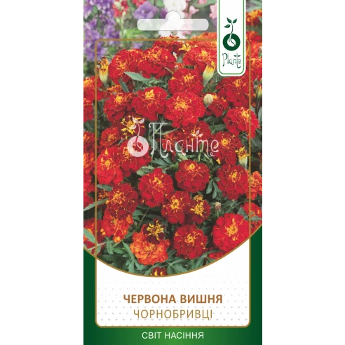 Чорнобривці "Червона вишня"