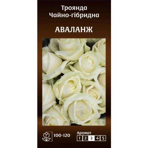 Чайно-Гібридна Аваланж