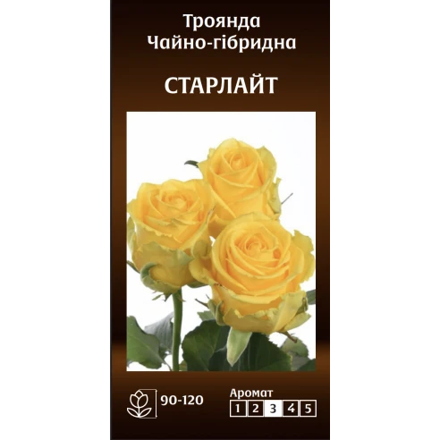 Чайно-Гібридна Старлайт