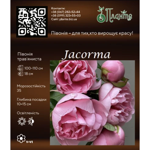 Jacorna 3/5