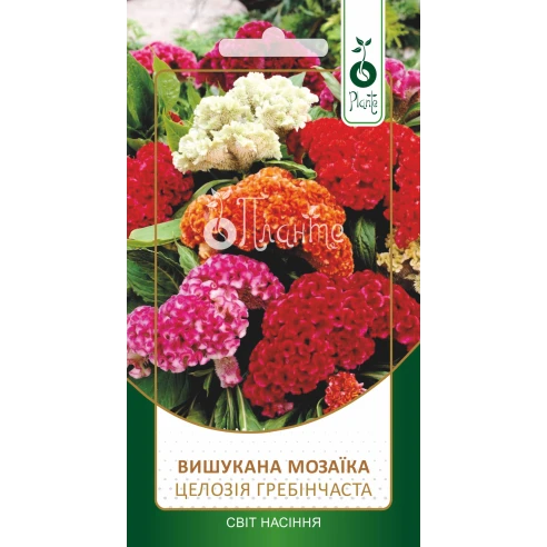 Целозія Гребінчаста Кораловий сад