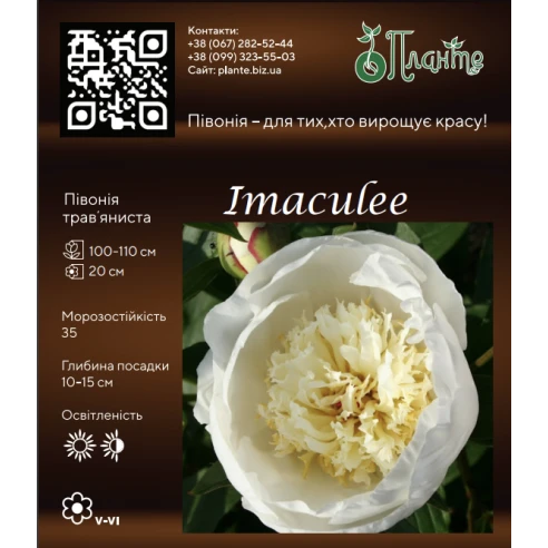 Imaculee 3/5