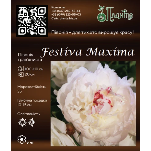 Festiva Maxima 2/3
