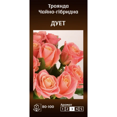 Чайно-Гібридна Дует
