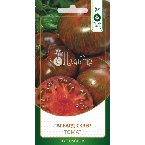 Томат "Гарвард Сквер"