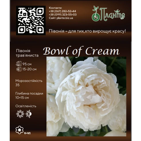 Bowl of Cream 3/5