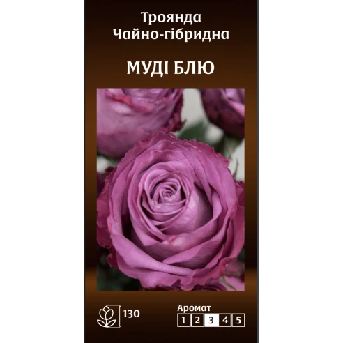 Чайно-Гібридна Муді Блю