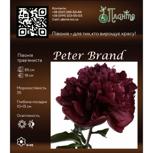 Peter Brand 2/3