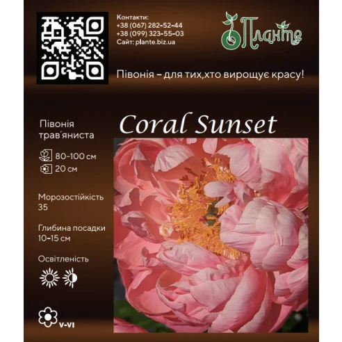 Coral Sunset 2/3