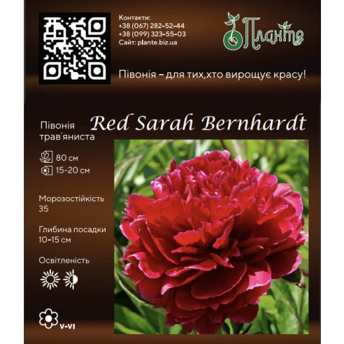 Red Sarah Bernhardt  3/5