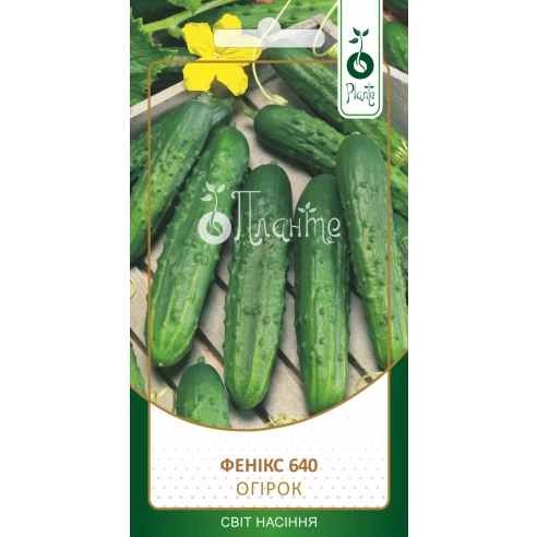 Огірок "Фенікс 640"
